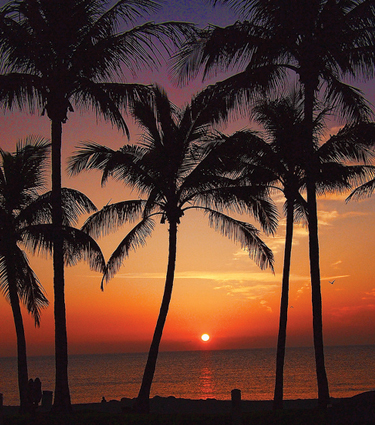 Florida Palm Trees Sunset